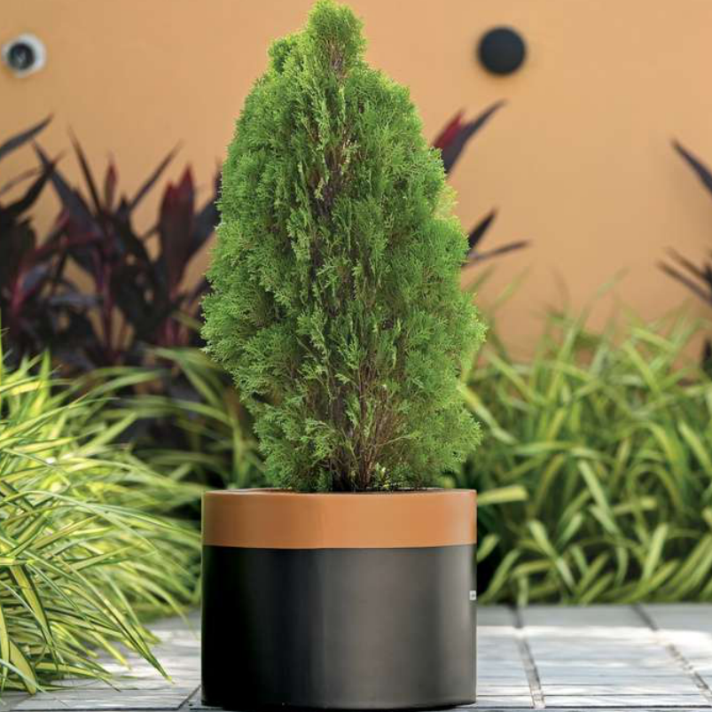 Dram Planter